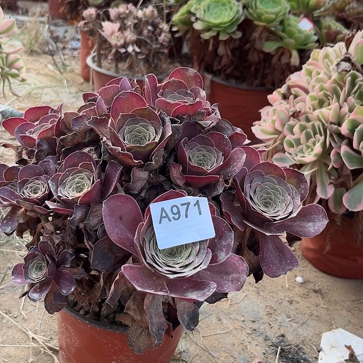 魅金多肉植物971一