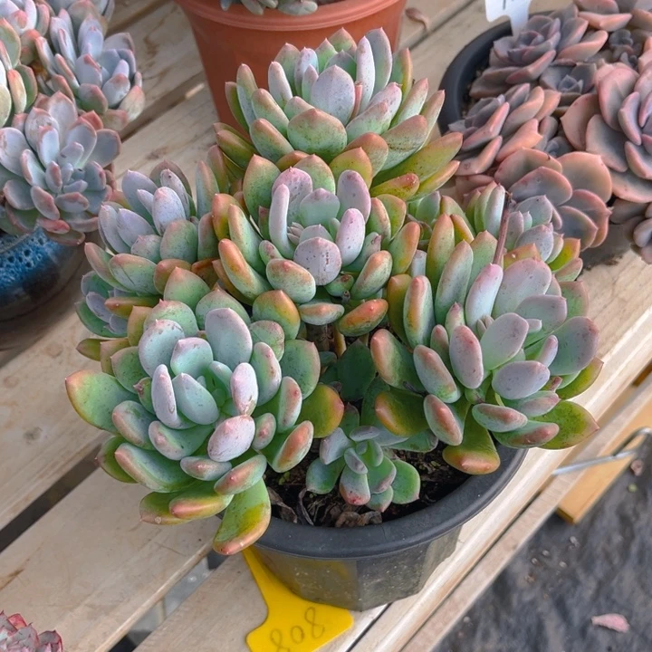 灰姑娘多肉植物808