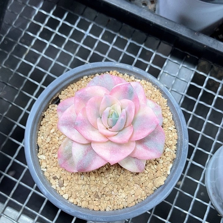 今***时可爱玫瑰彩锦多肉植物