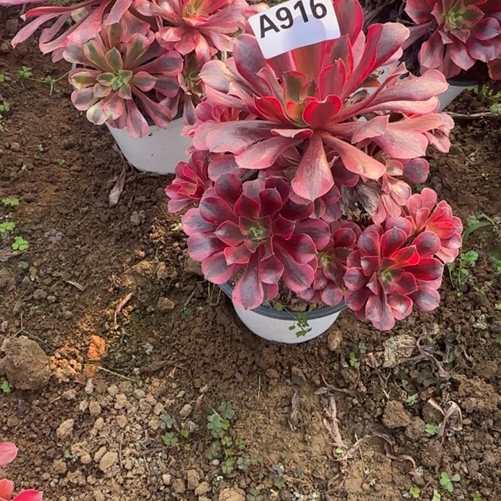 916 清棚处理不包断枝