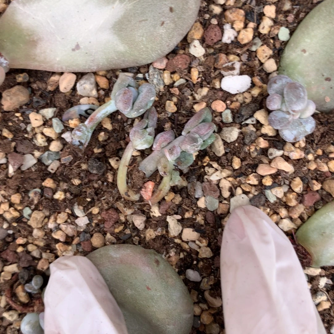 油煎奶酪多肉油煎奶酪