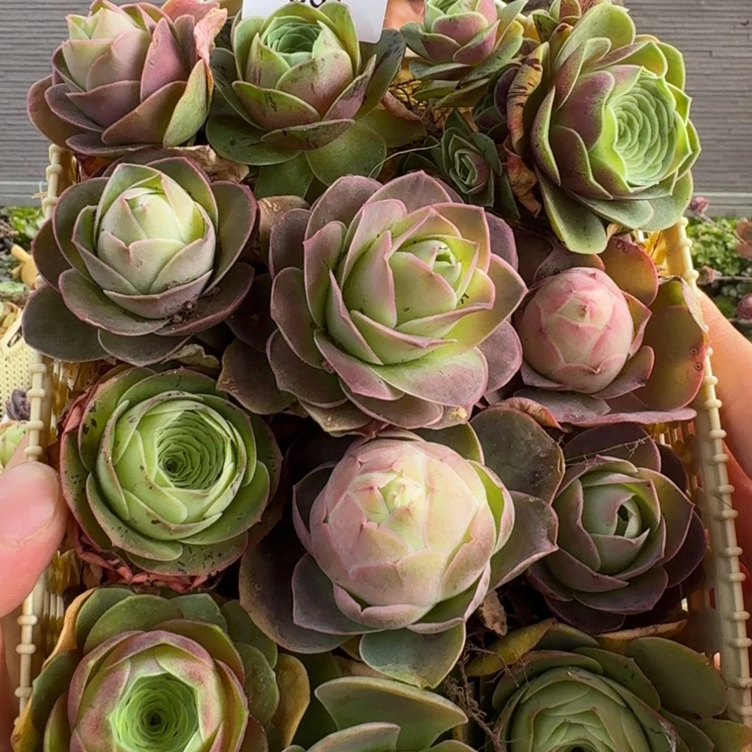 白龙831 花篮组合