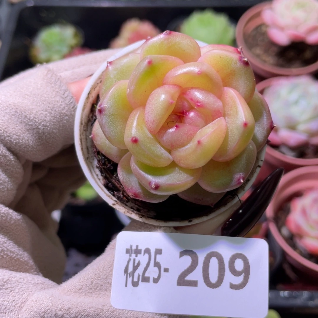 花利美25-209新品珍妮