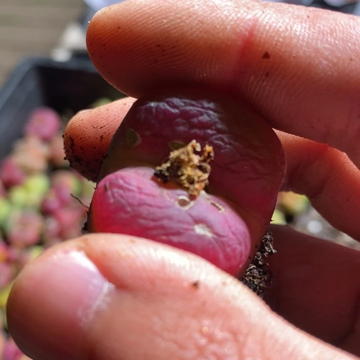 啊*涵19262有伤一个一个