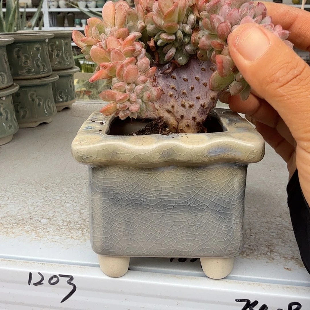 退***下玛瑙带盆多肉植物