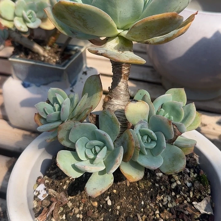 无**心420不售后白凤脱土发货不退不换