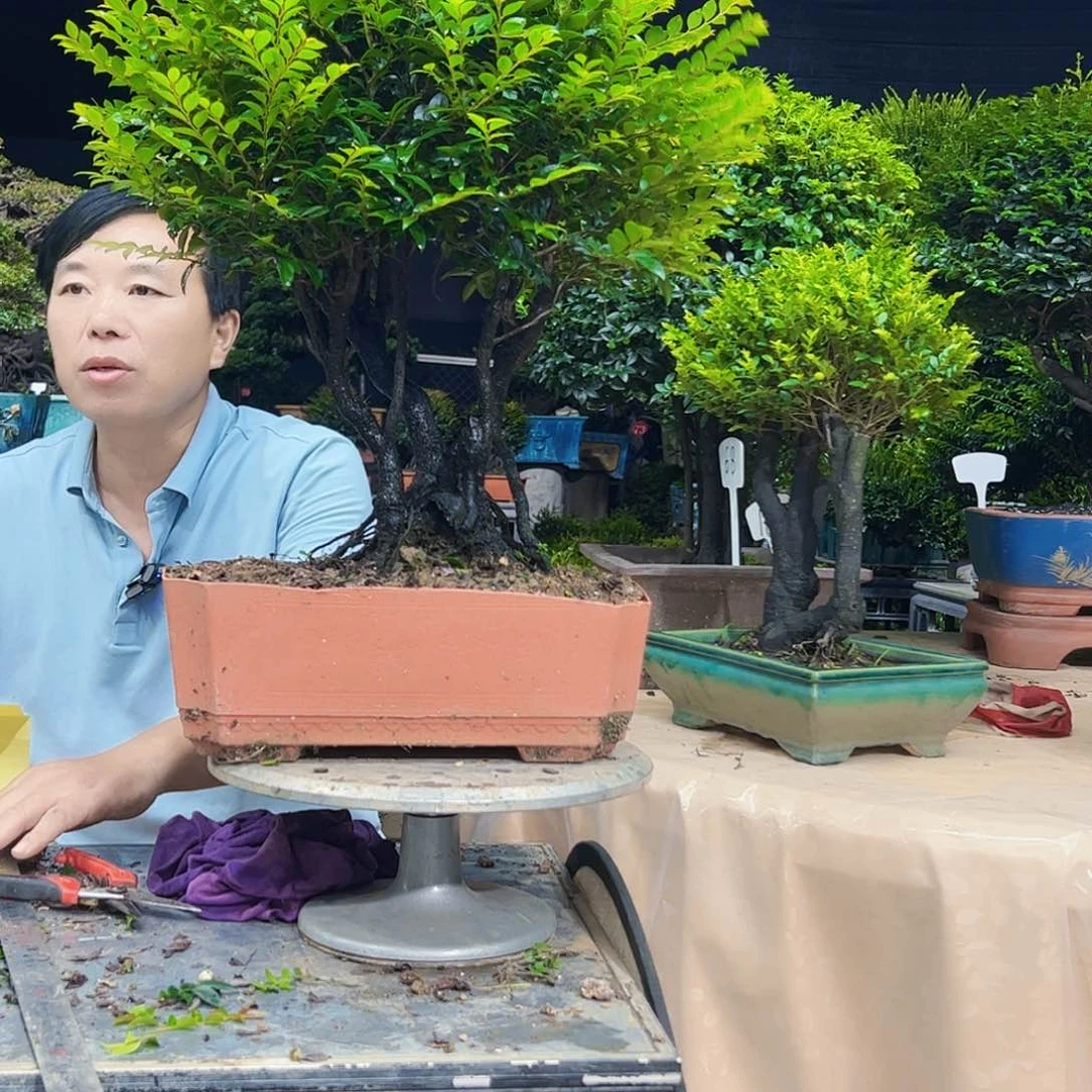 当前无花朵，栽培后可花朵小*