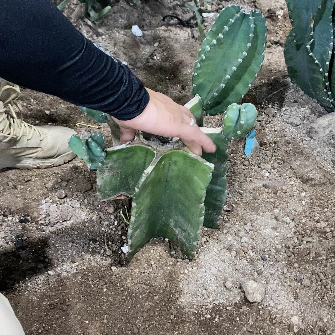 苹果母头一物一拍3号