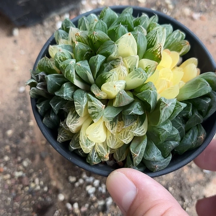无花朵玉露锦大群一物一拍