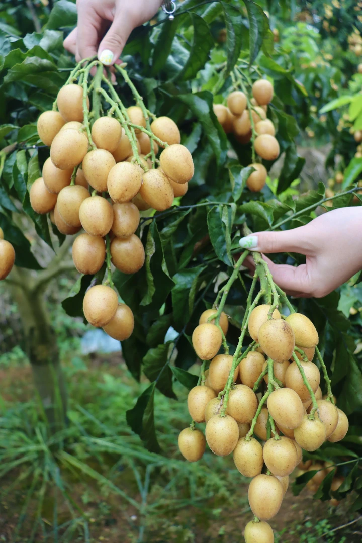 【省内】顺丰冷链直发郁南无核黄皮  鸡心黄皮  冰糖黄皮果