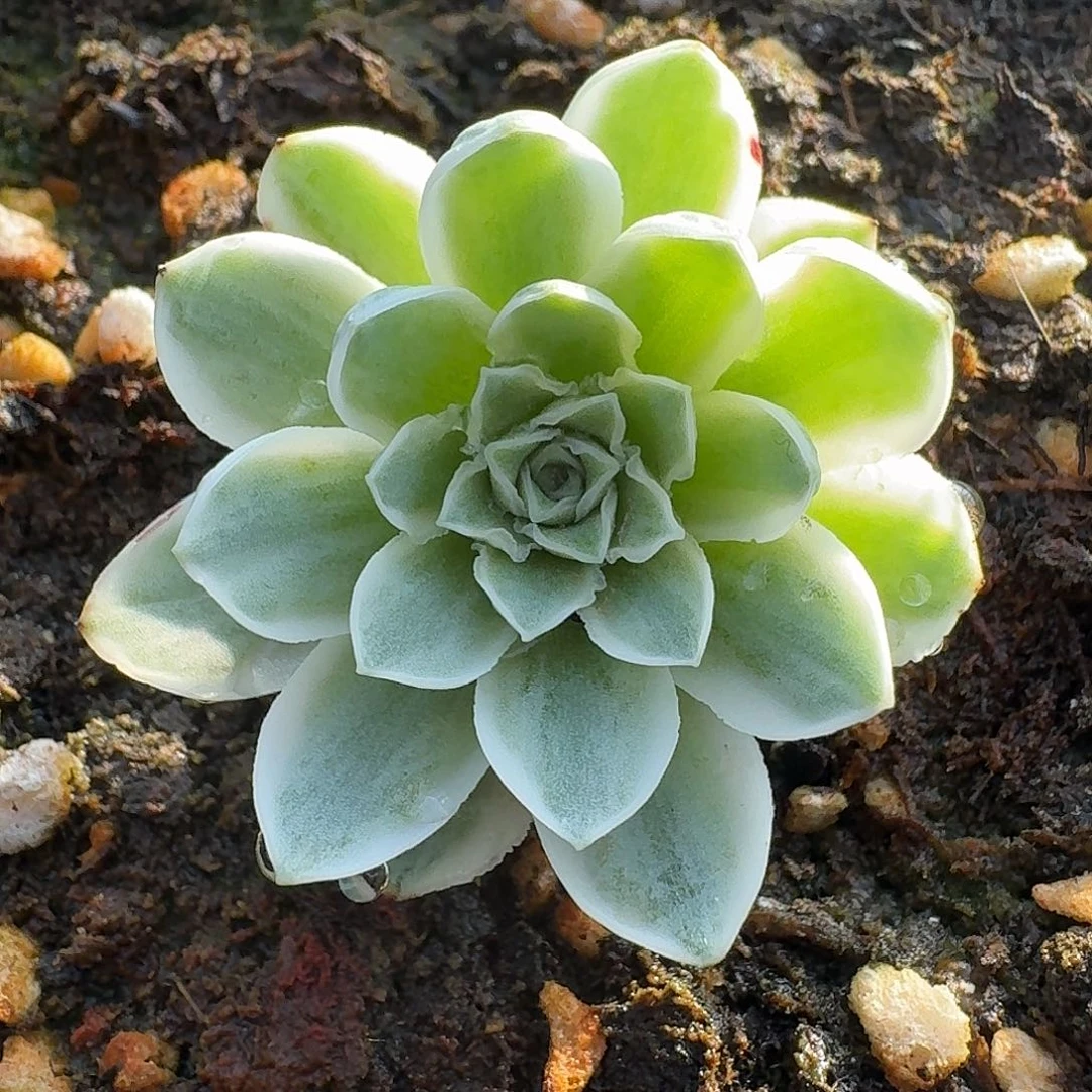 蕾丝秋夕一物一拍