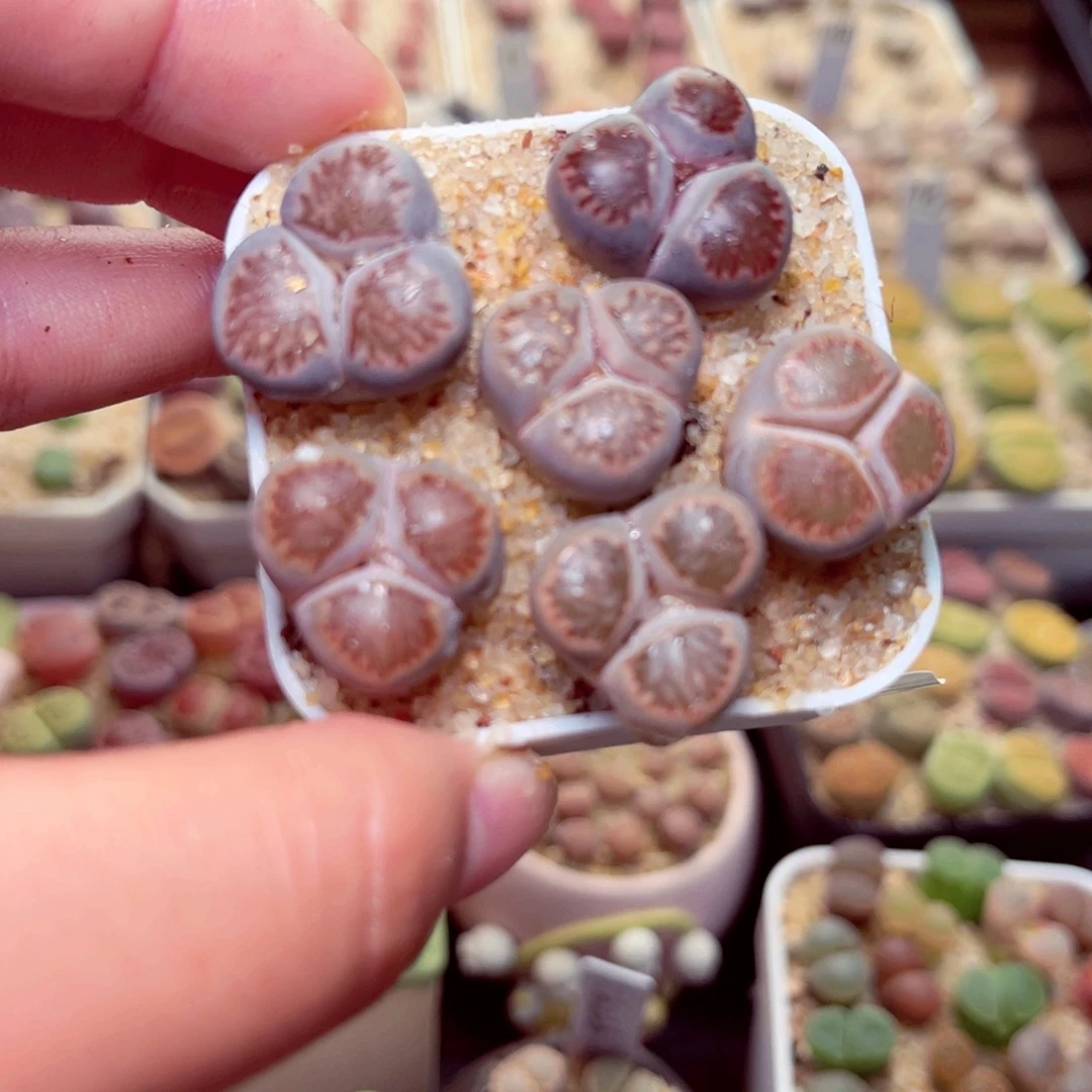 242号带盆包邮发货