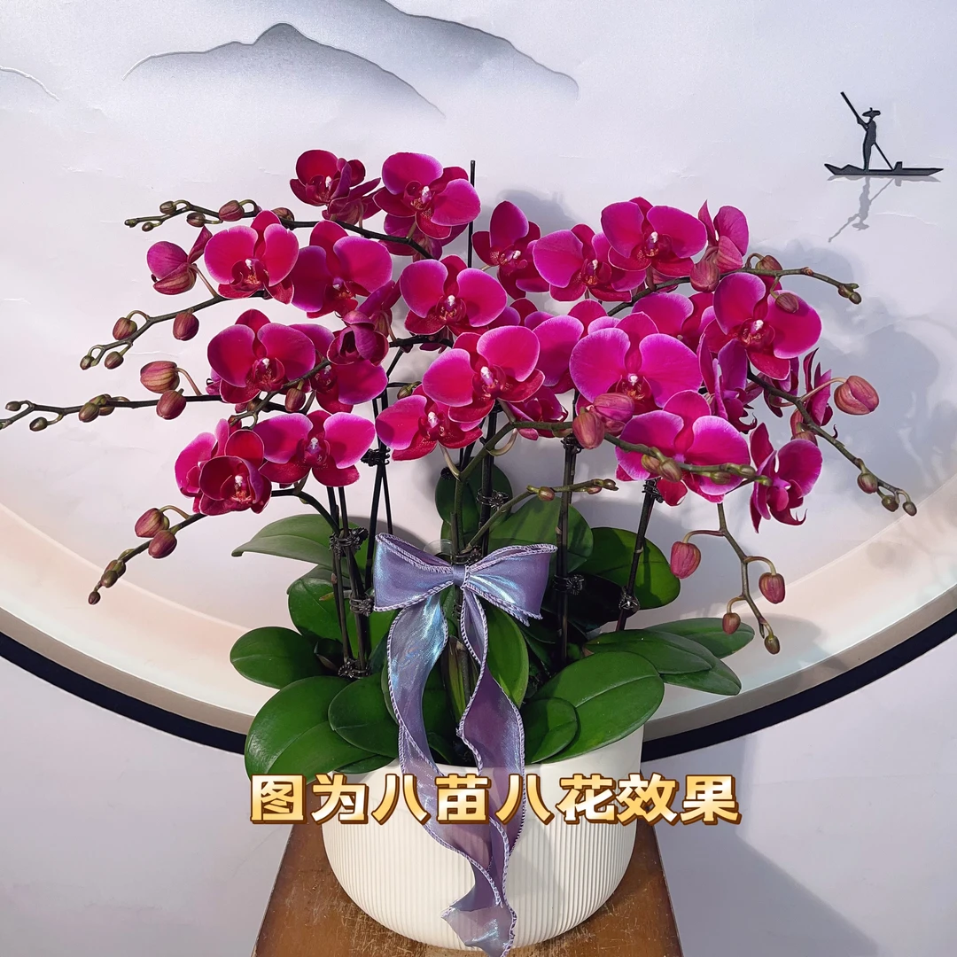05【黑红宝石】3.0寸中大花型.精品蝴蝶兰（香山）