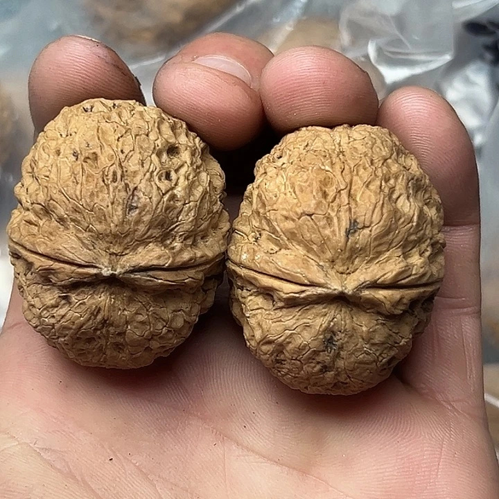 核桃86号粗筋元宝42尺