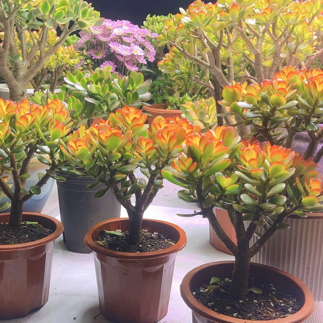 姬红糖果带盆带土8061