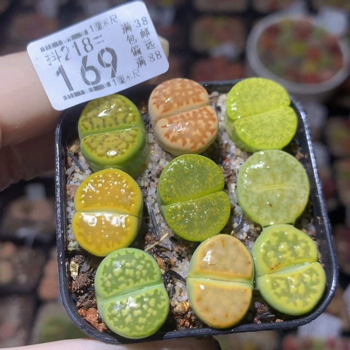 精品生石花218.169