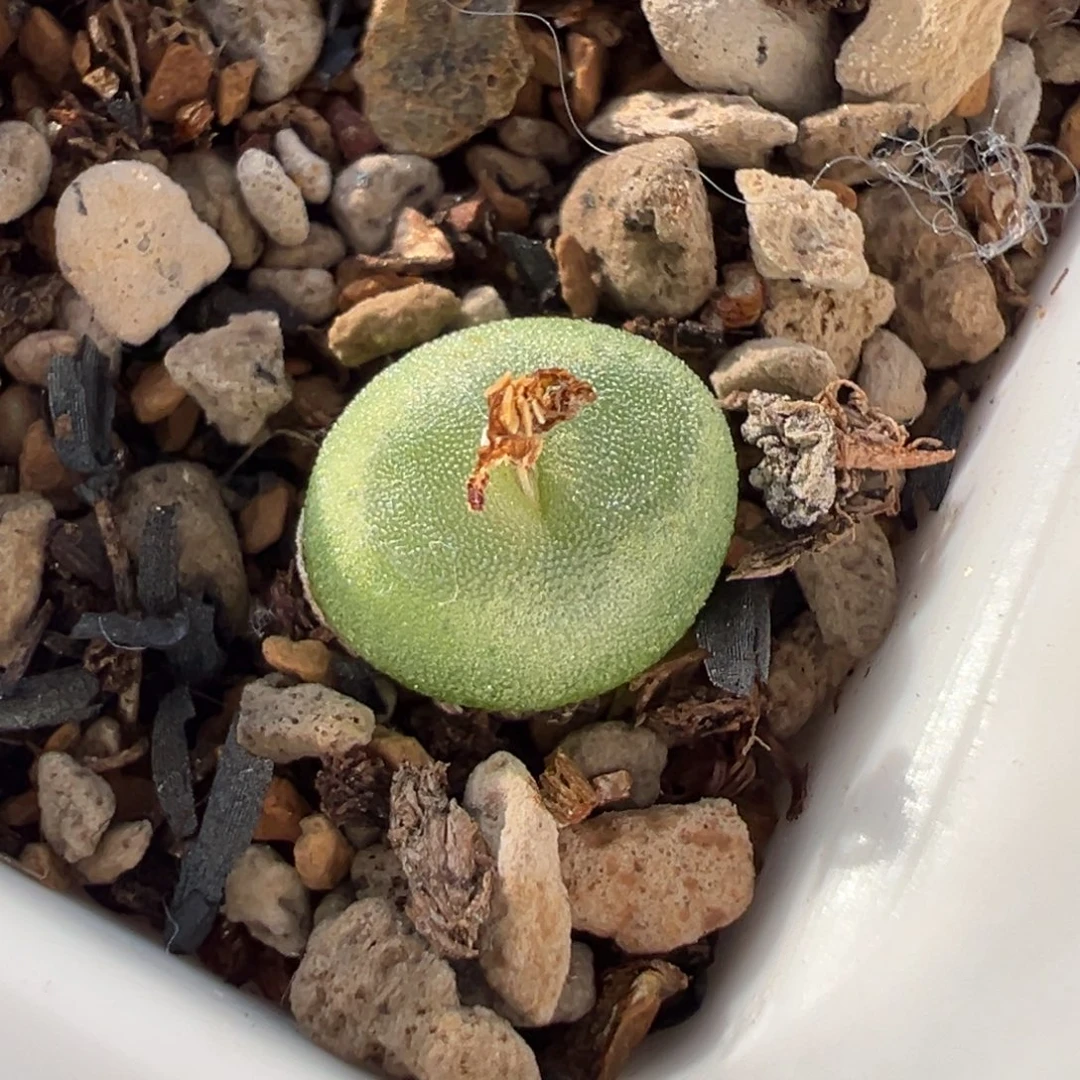 水晶鞋x拉登 小可爱