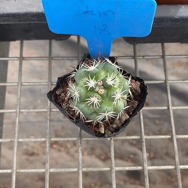 英***漂亮仙人球一物一拍