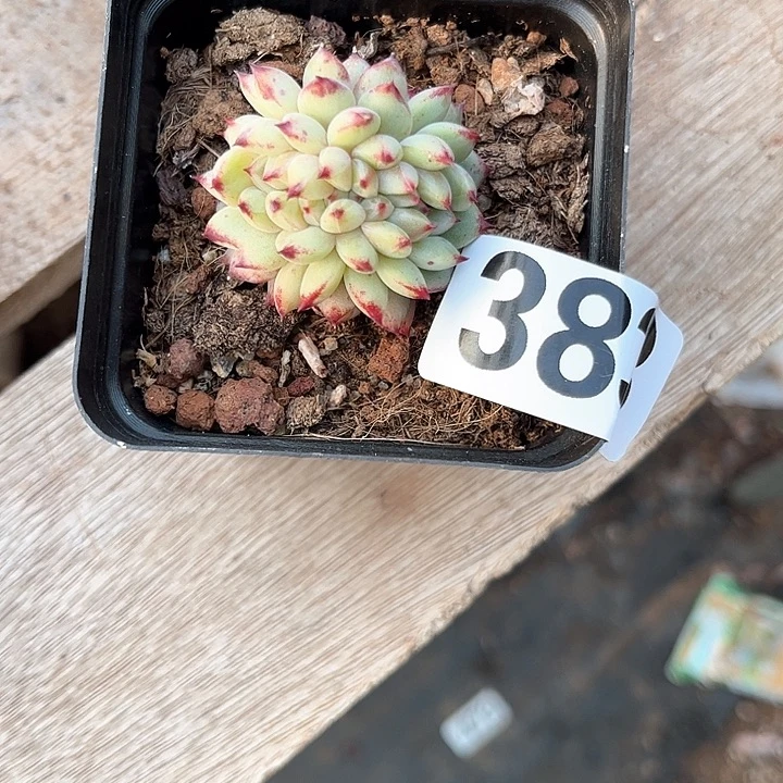 ?****a多肉植物一物一拍