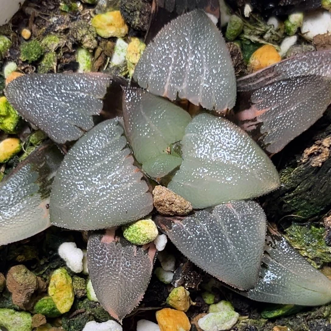 恭喜发财大吉大利634