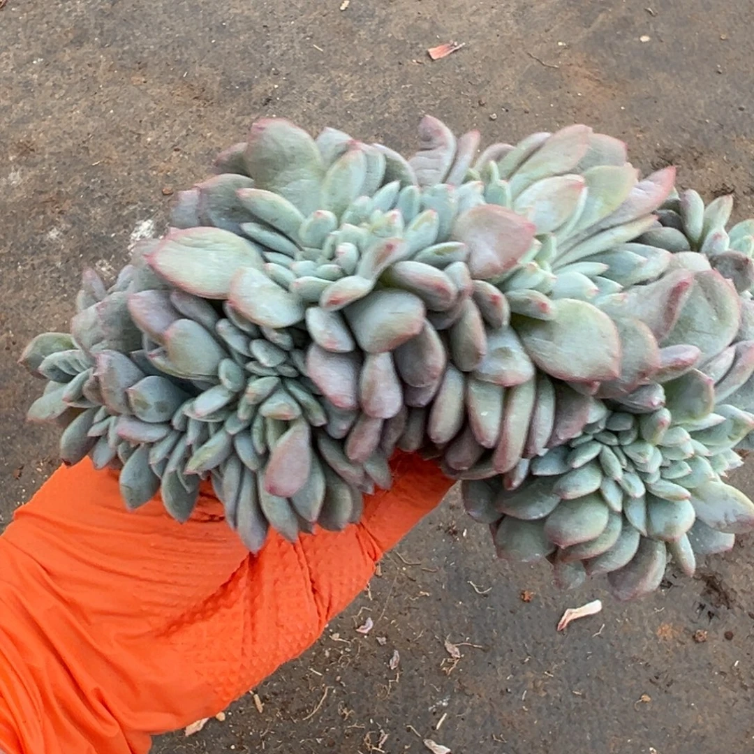 缀呀呀呀呀呀呀呀呀