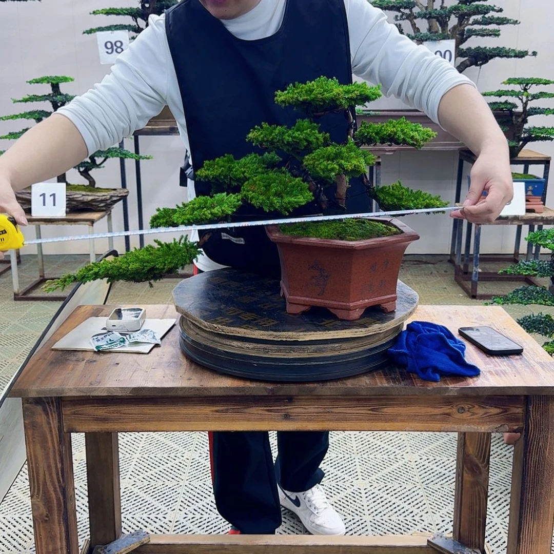 无花朵柏树造型盆景