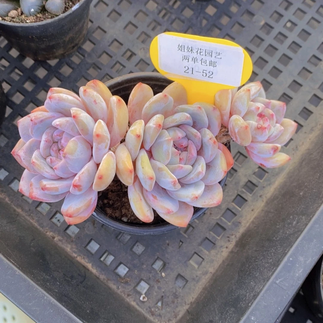 21-52-飘枝石榴籽星影群一个