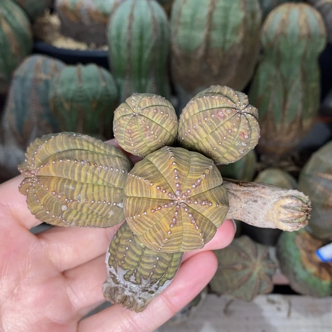 8布纹球精品一物一拍
