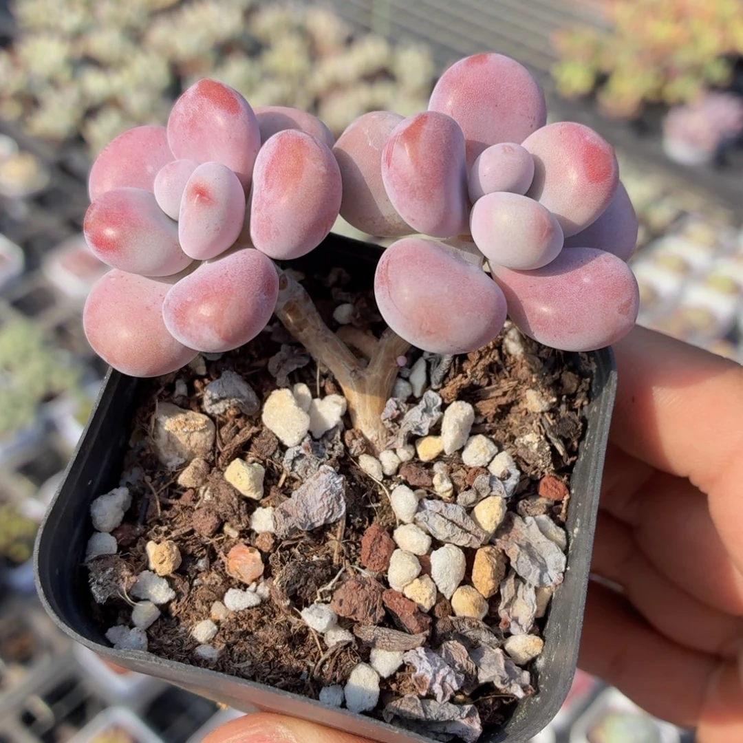 腰子桃蛋多肉9.9包邮发货