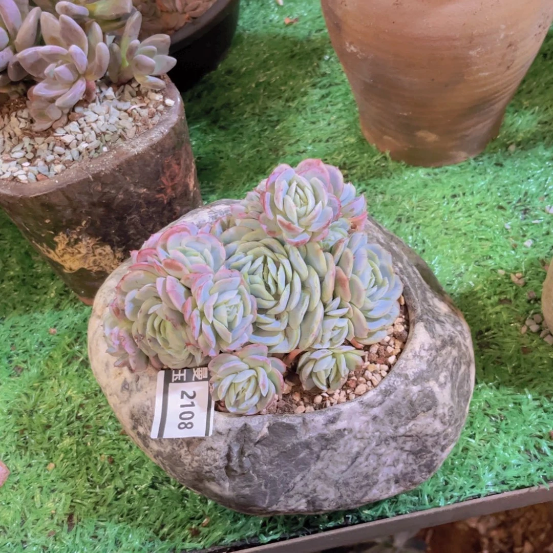 西娜多肉植物2108