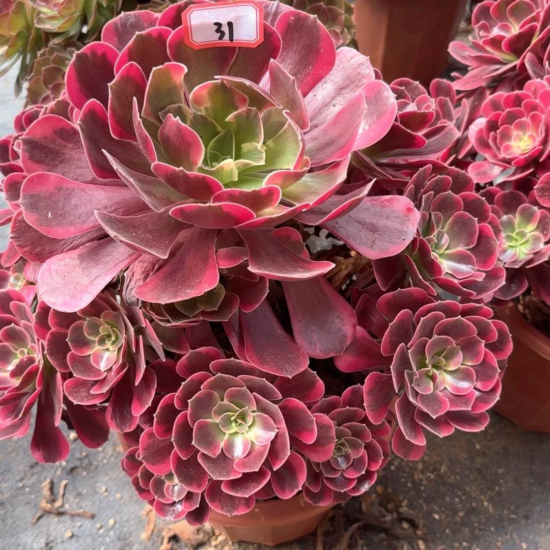 无花朵31风冠多肉植物