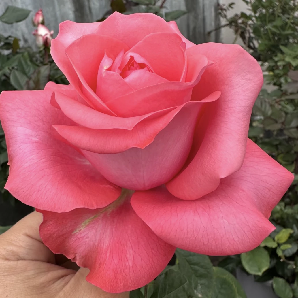 粉色月季【粉爱】耐雨耐晒 多头切花玫瑰 1加仑根接苗 月季花盆栽