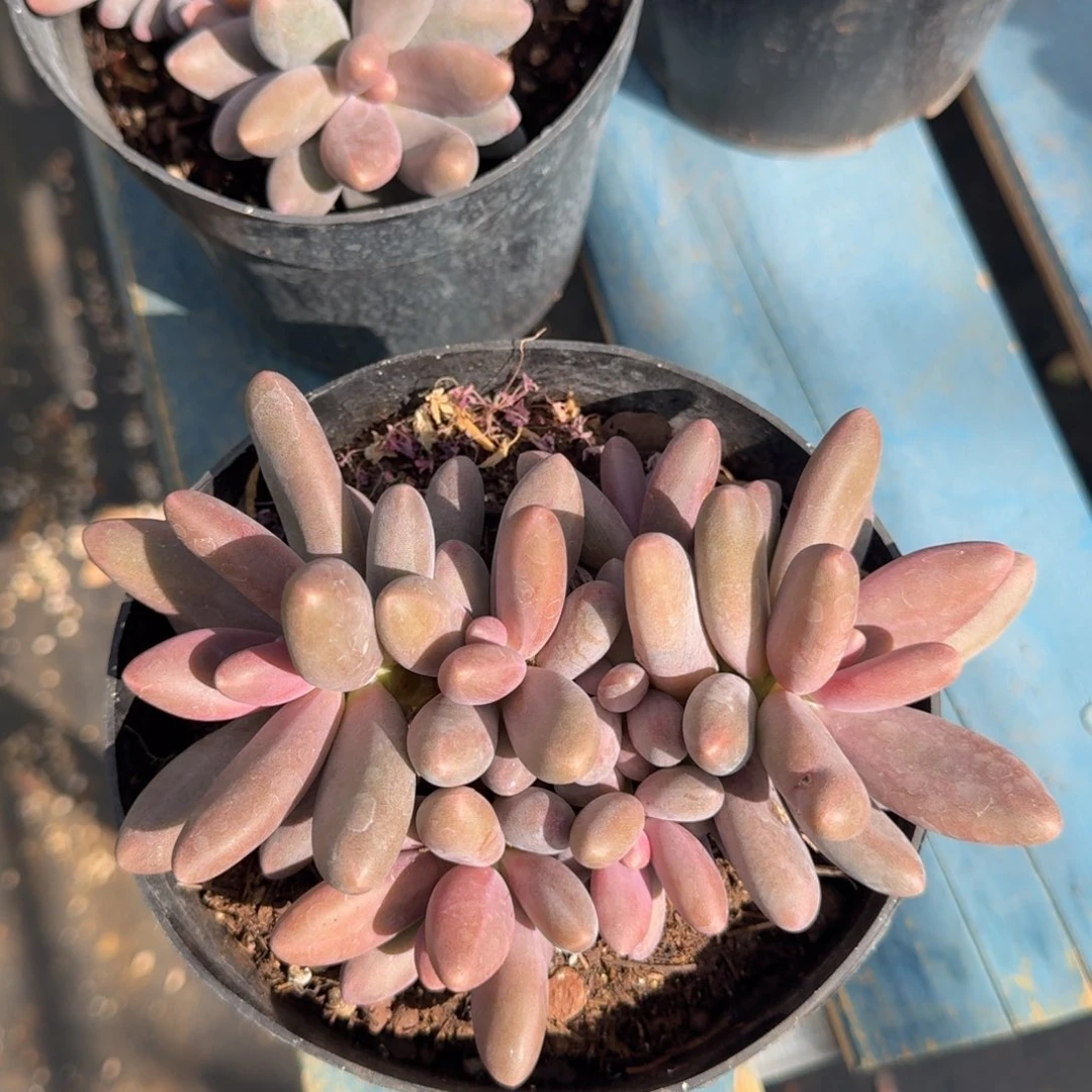 糖果美人老桩一物一拍