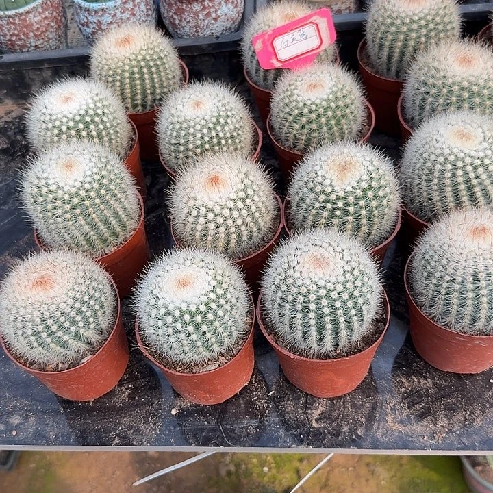 白芙蓉随机一颗。