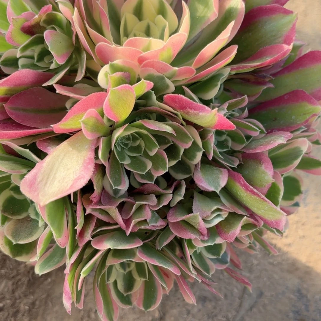 D 8962白凤多肉植物。