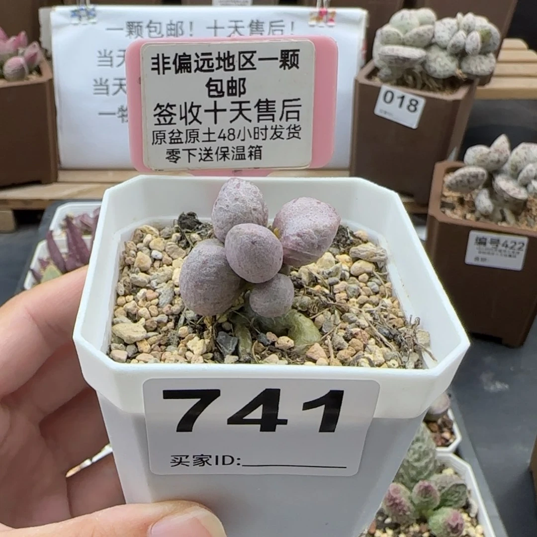 陈*淇741实生多肉植物