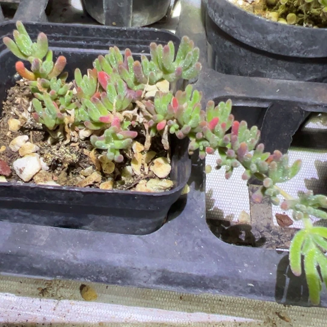 紫晶老桩55杯精品飘桩