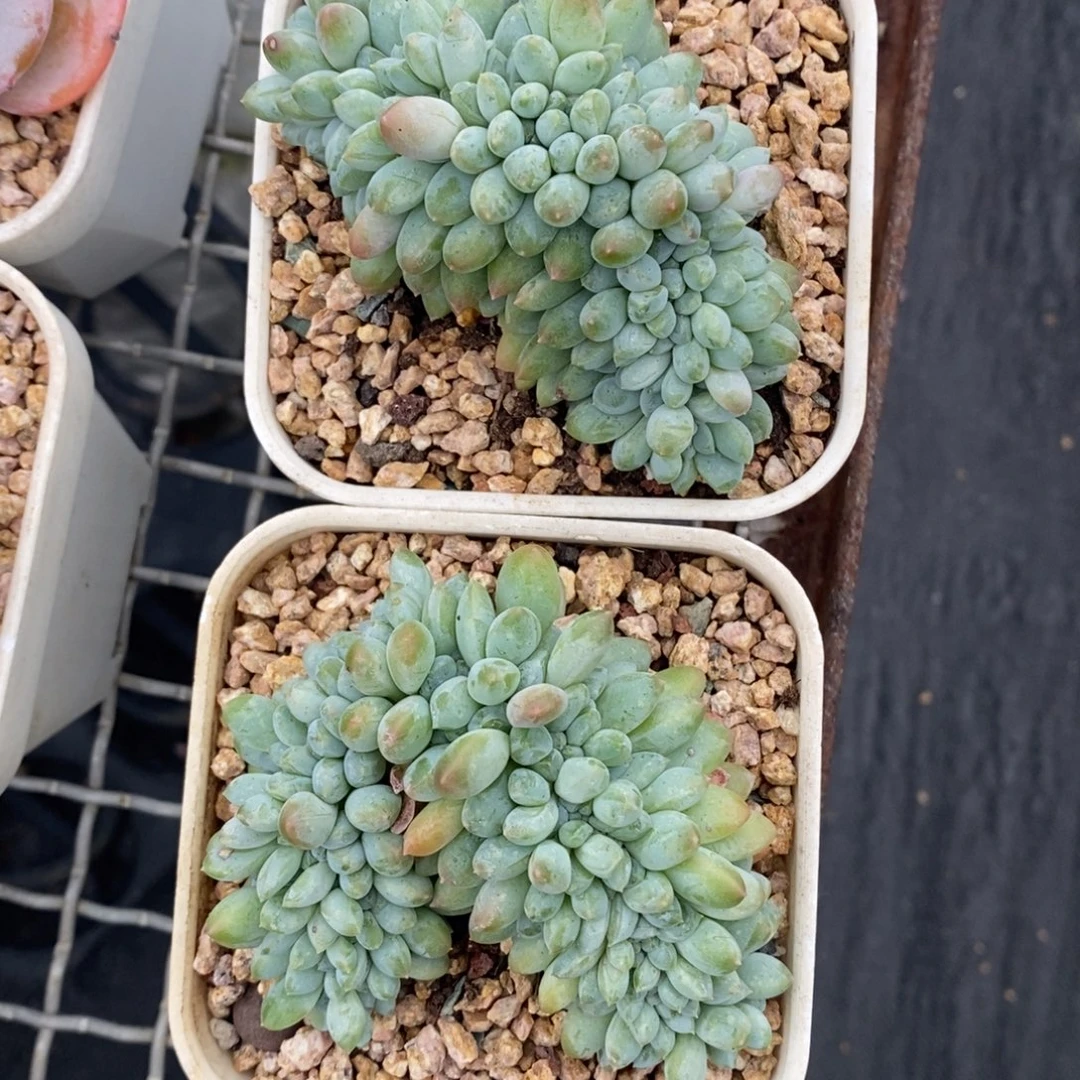 奶糖缀化一物一拍