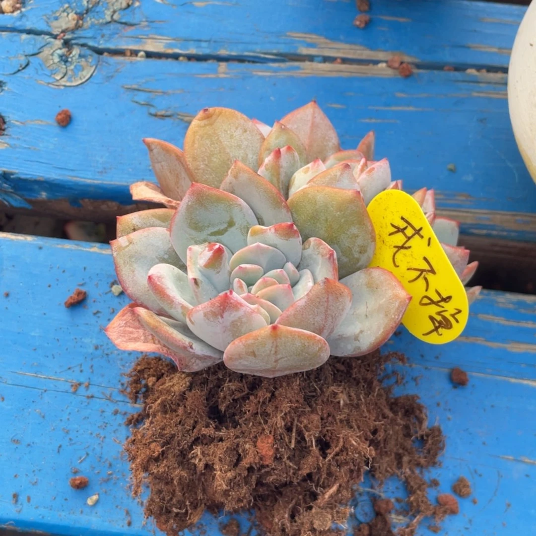 *****韩版奶茶群生无砍无摘戒不掉