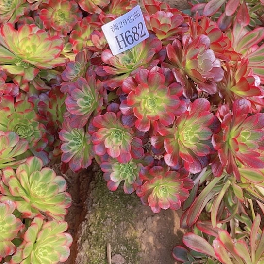 恩*682安娜多肉植物