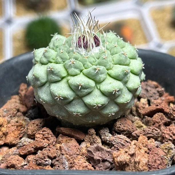 皱皮大尤菊水3.7cm实生仙人球花卉