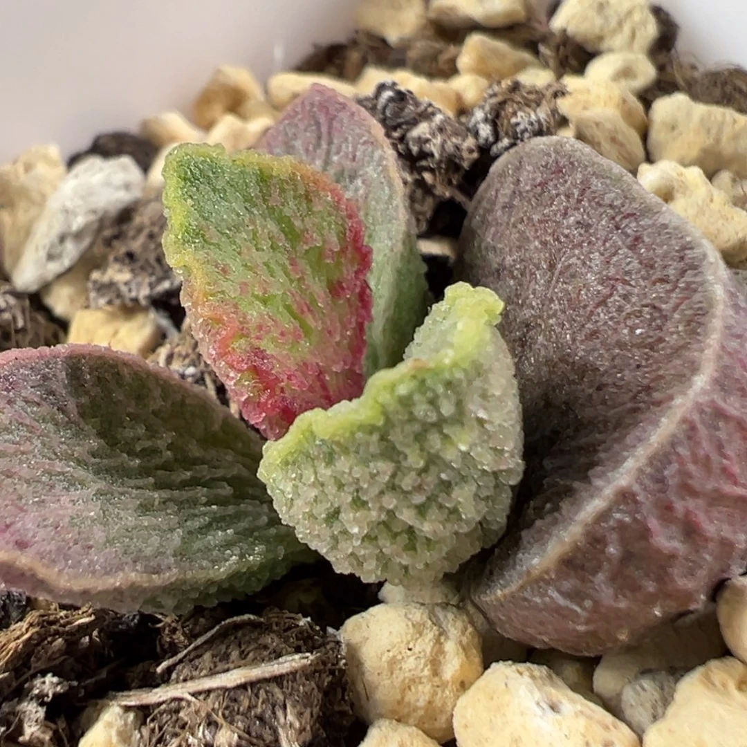 w贝壳造型冰晶颗粒款实生新品