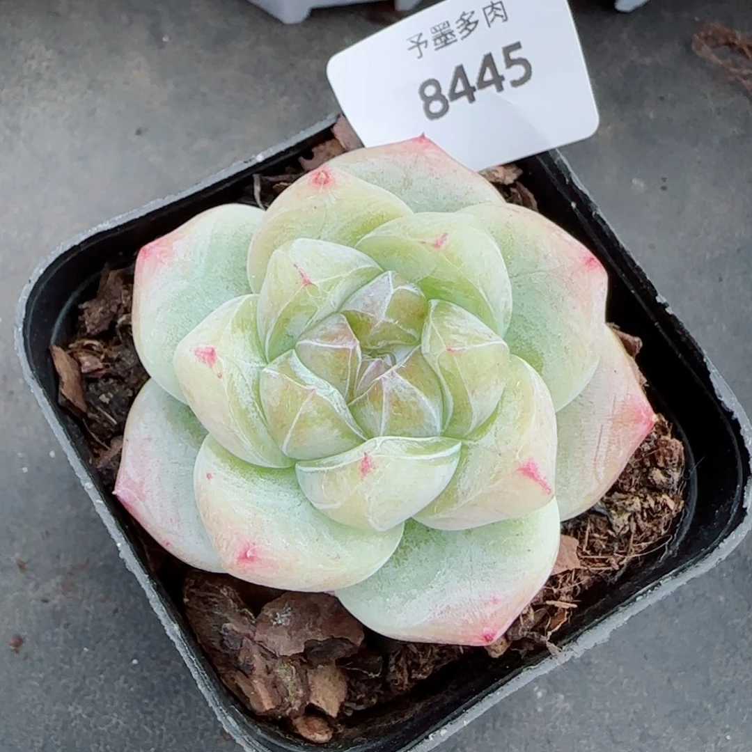 白泽珍妮，8445多肉植物
