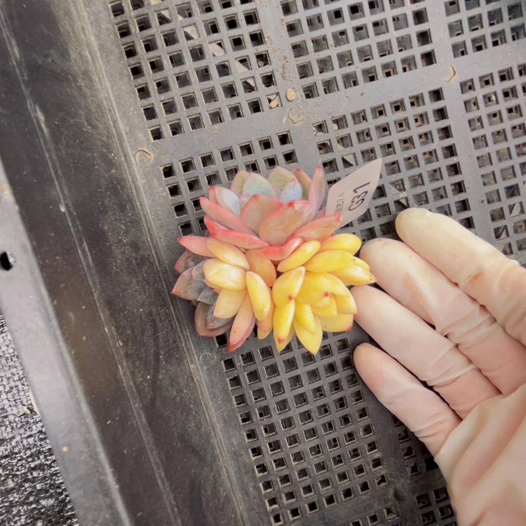 g31梦露锦群生呀呀呀