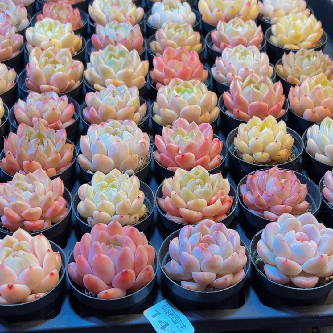 l***g141多肉葡萄的味道是w