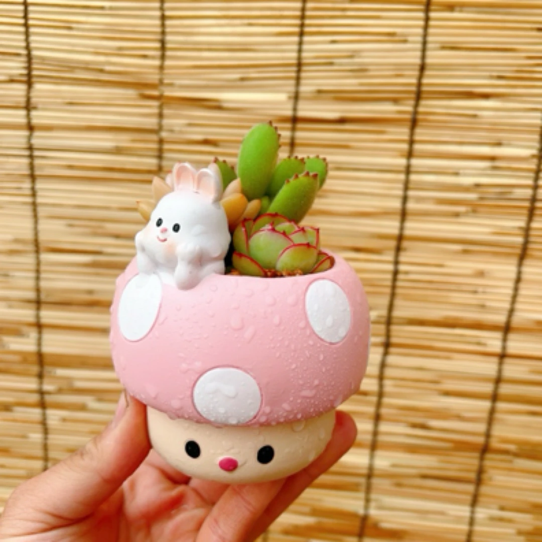 多肉植物一盆，不备注随机发货