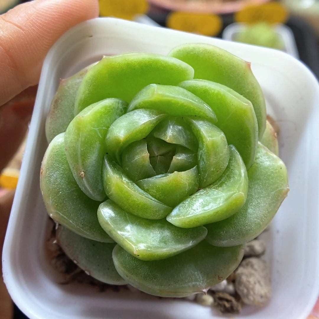 初雪可拍537号。