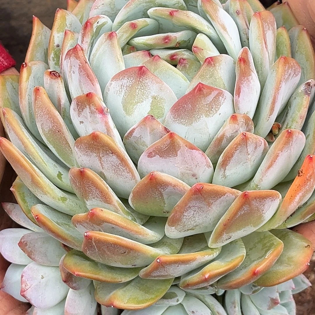 橘***༠海洋之心多肉肉植物