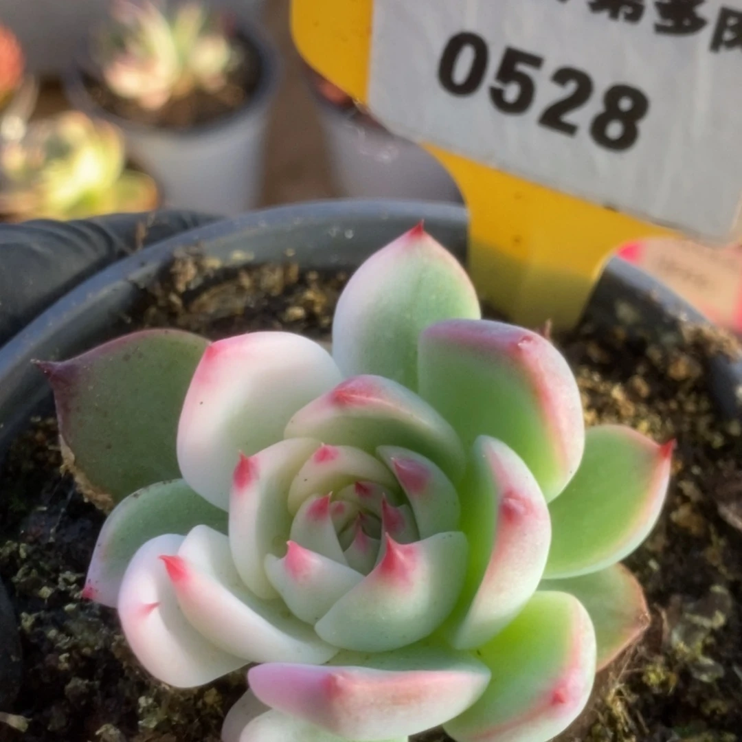 528吉娃娃锦锦锦锦锦锦