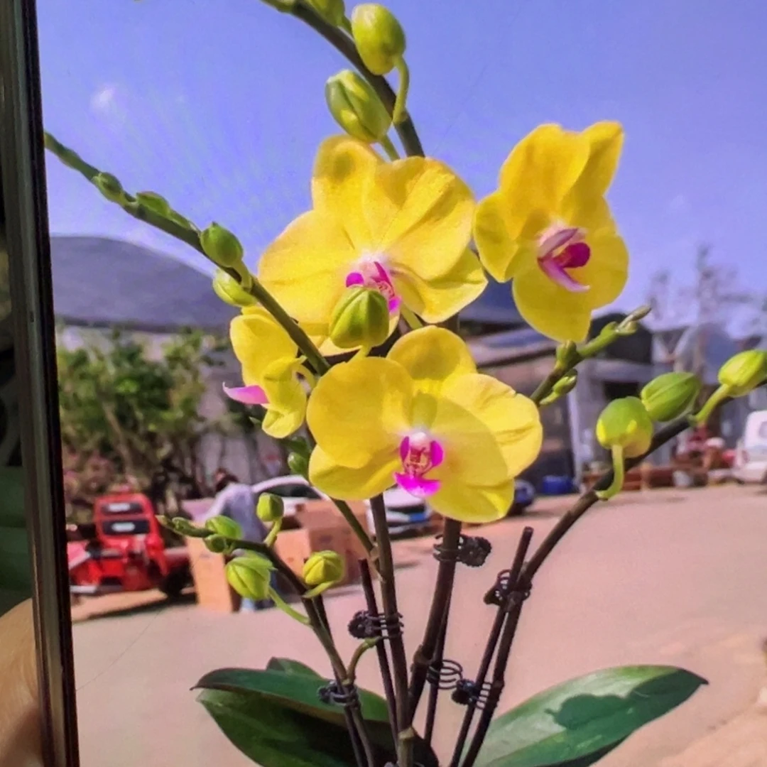 当前无花栽培后可以开花处理破损苗甜格格带剑，凑单发货